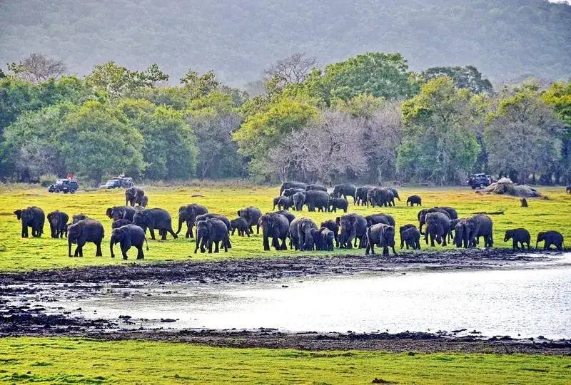 Minneriya Elephant Gathering