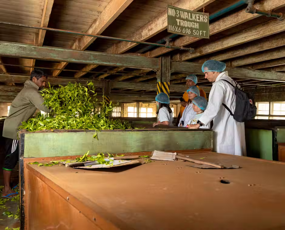 Tea Factory tour and tea pickers on the slopes