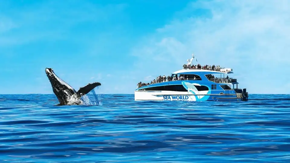 Blue Whale tail fluke visible near a boat