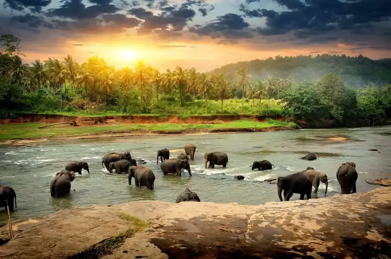 Pinnawala Elephants Bathing