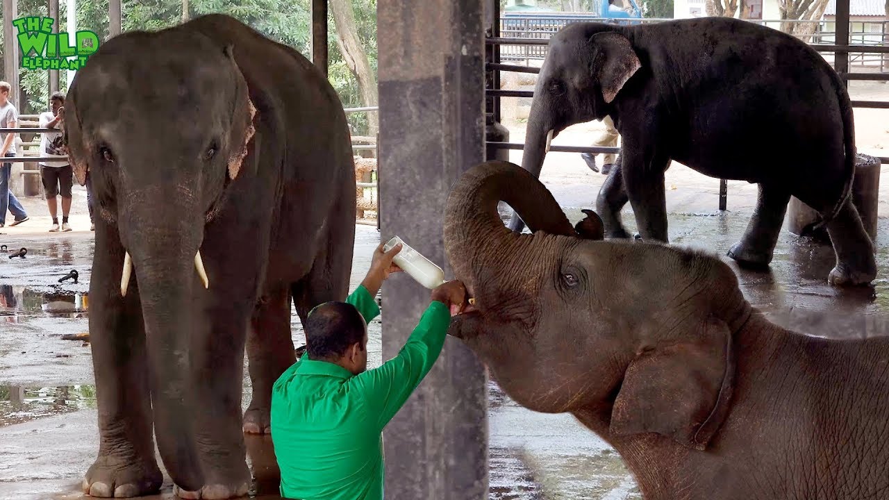 Elephant calf being bottle fed by a handler