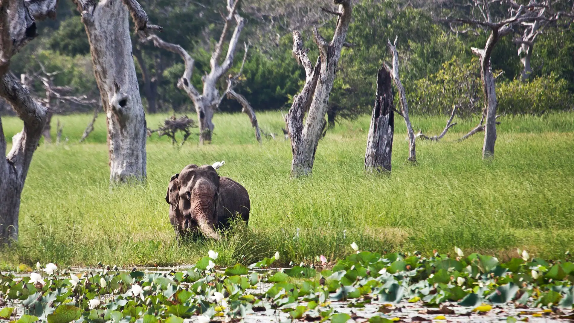Yala National Park Safari