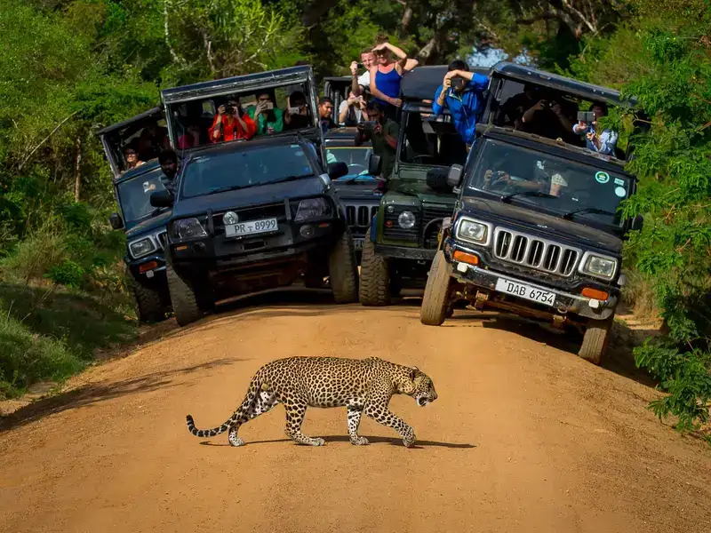 Jeep safari crossing a river in Yala National Park